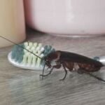 How to Choose a Bug Control Provider