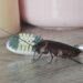 How to Choose a Bug Control Provider